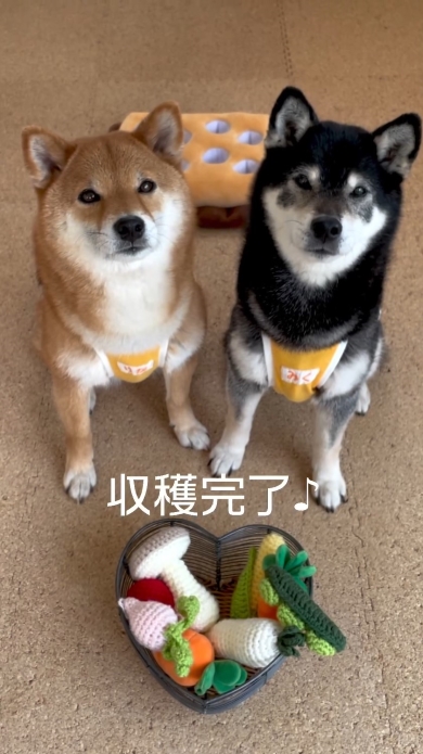 野菜を収穫し終わったみくとりな