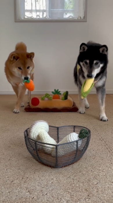 とうもろこしと人参を収穫したみくとりな