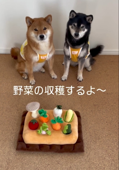 野菜の収穫をする柴犬のみくとりな