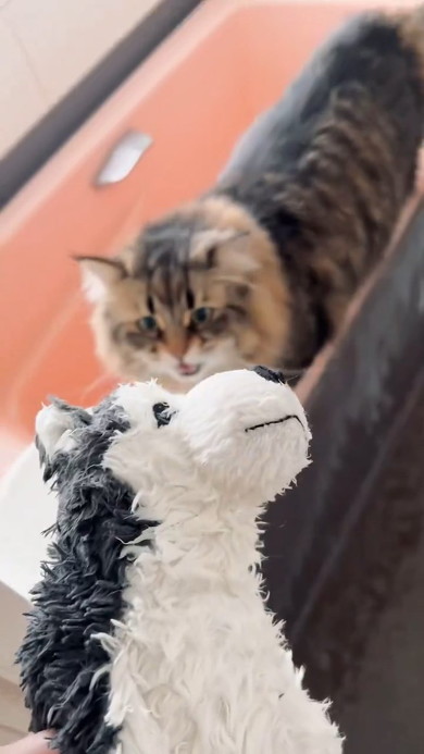 見上げる猫