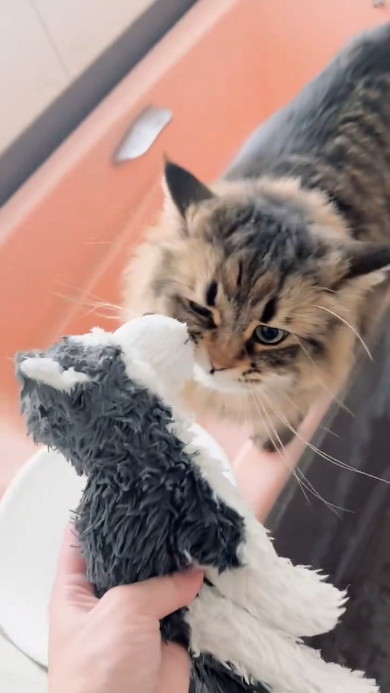 いぶかしむ猫