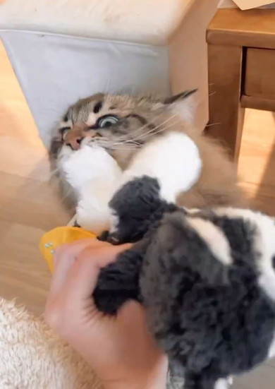 食いつきがいい猫