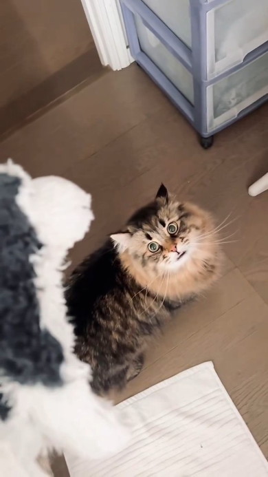 鳴く猫