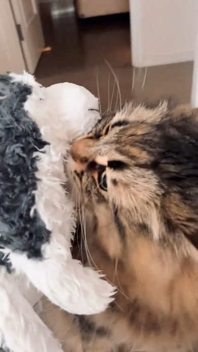 ぬいぐるみをかぐ猫