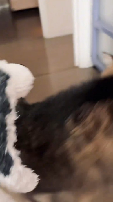 そっぽを向く猫