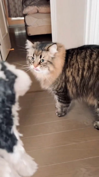 離れた猫