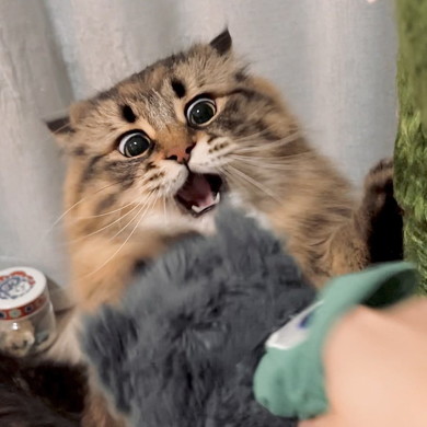 喜ぶ猫