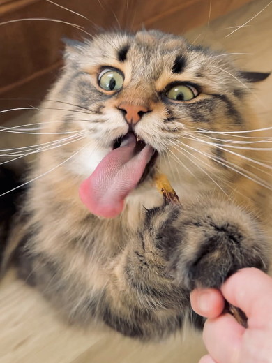 マタタビをかむ猫