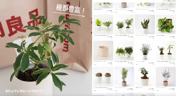 リーズナブルな価格で観葉植物を展開
