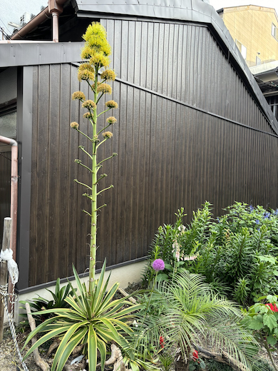 リュウゼツラン