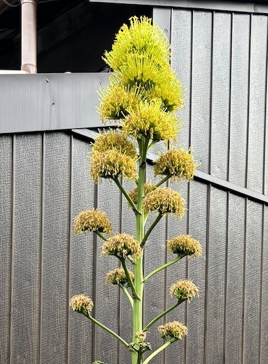 リュウゼツラン