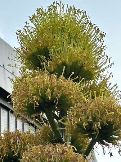 リュウゼツラン