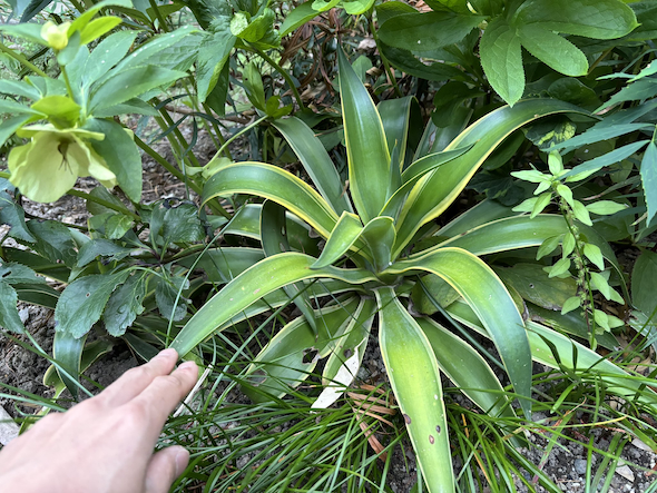 リュウゼツラン