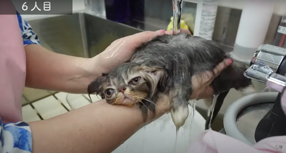 お風呂に入る子猫