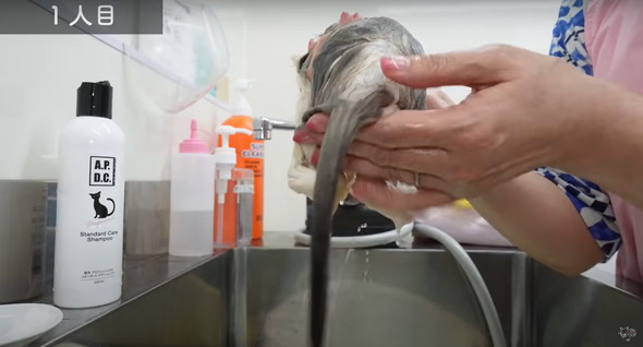 お風呂に入る子猫