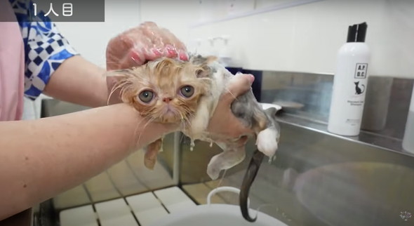 お風呂に入る子猫