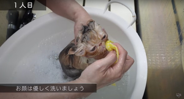 お風呂に入る子猫
