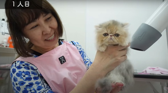 お風呂に入る子猫