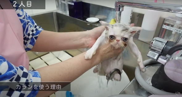 お風呂に入る子猫