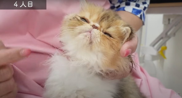 お風呂に入る子猫