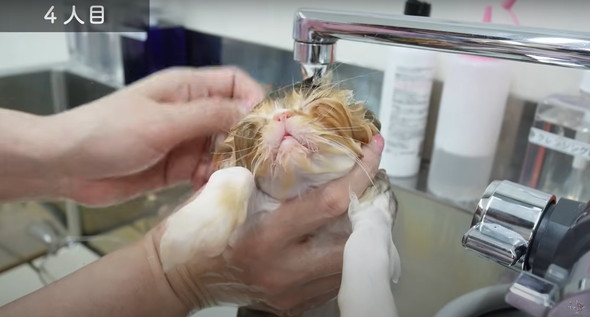 お風呂に入る子猫