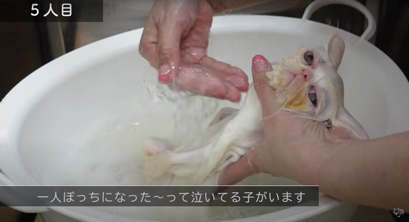 お風呂に入る子猫