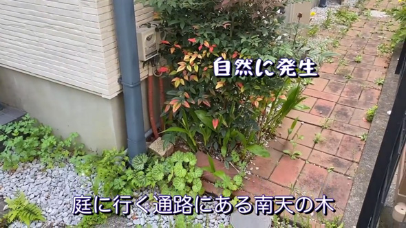 庭 南天の木 抜根 50代 主婦 DIY チャレンジ
