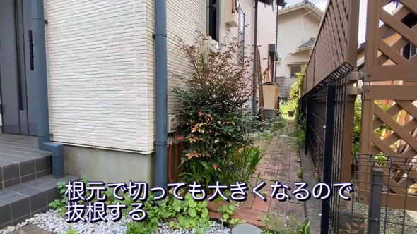 庭 南天の木 抜根 50代 主婦 DIY チャレンジ