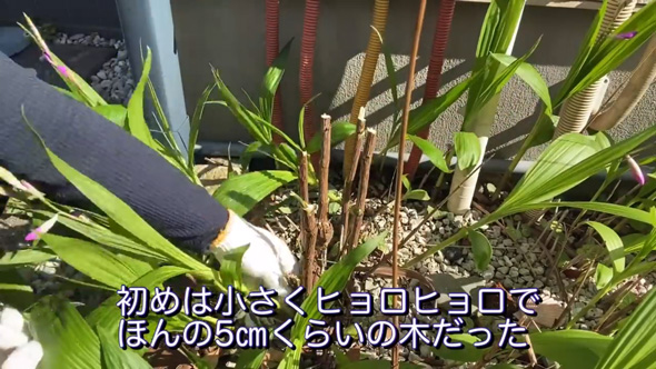 庭 南天の木 抜根 50代 主婦 DIY チャレンジ