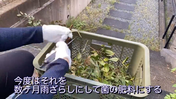 庭 南天の木 抜根 50代 主婦 DIY チャレンジ