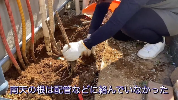 庭 南天の木 抜根 50代 主婦 DIY チャレンジ