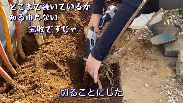 庭 南天の木 抜根 50代 主婦 DIY チャレンジ