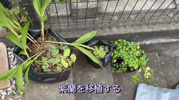 庭 南天の木 抜根 50代 主婦 DIY チャレンジ