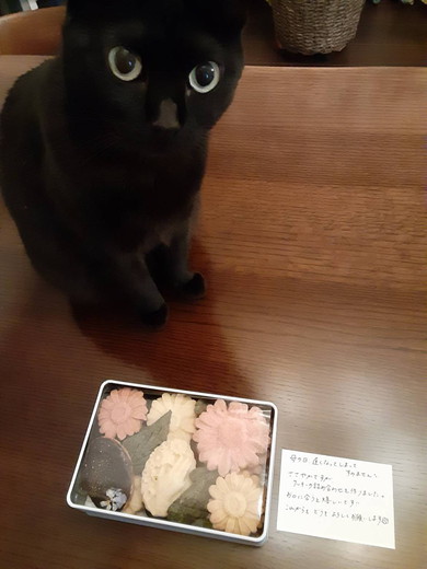 弟の結婚を一気に進ませた黒猫ちゃん