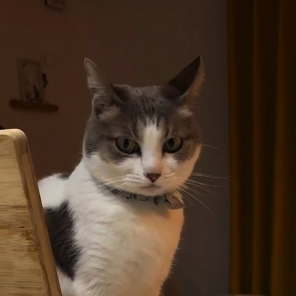 猫