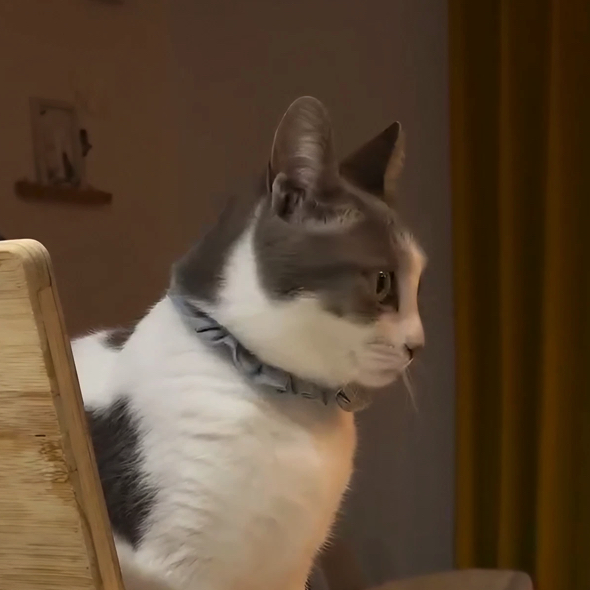 猫