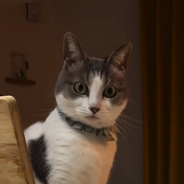 猫
