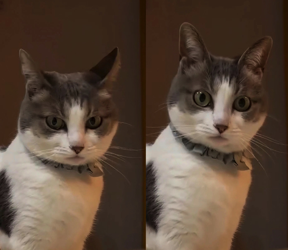 猫