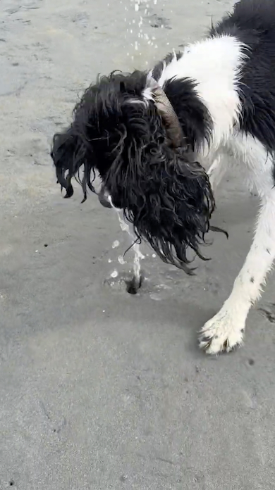 貝に潮を吹かれる犬