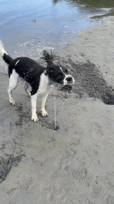貝の潮を浴びる犬