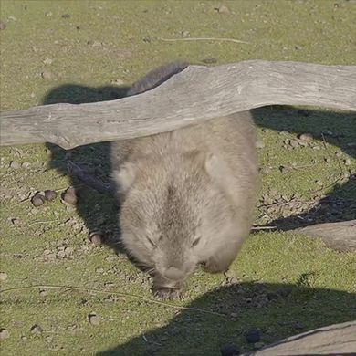 木の枝で背中と尻をかくウォンバット