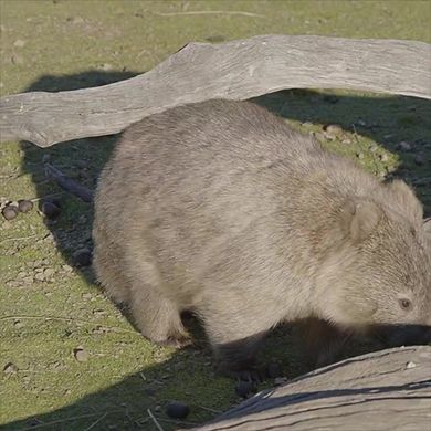 木の枝で背中と尻をかくウォンバット