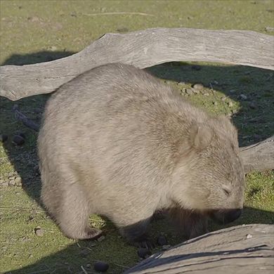 木の枝で背中と尻をかくウォンバット
