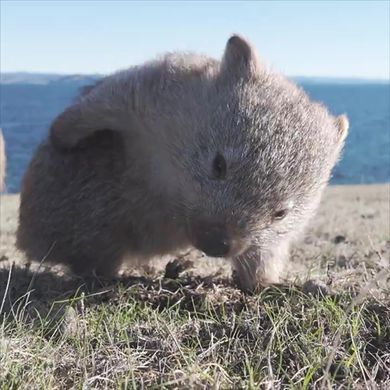前足で尻をかきむしる子どものウォンバット