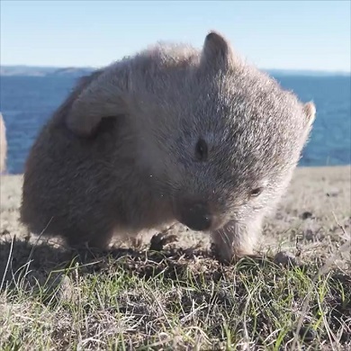 前足で尻をかきむしる子どものウォンバット