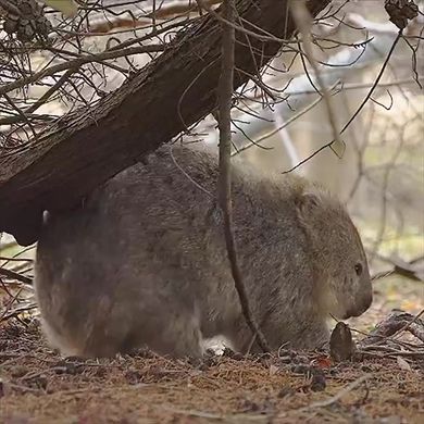 木の枝で尻をかくウォンバット