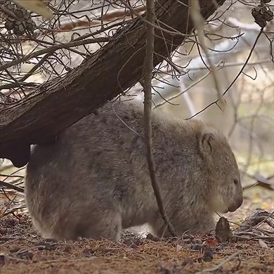 木の枝で尻をかくウォンバット
