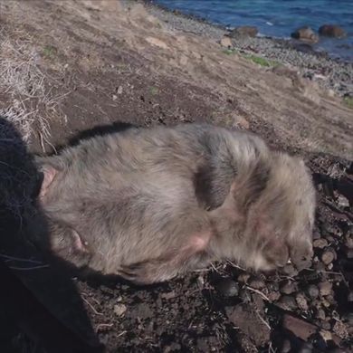 腹部を見せて眠る警戒心皆無なウォンバット