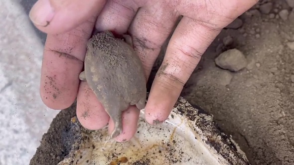 水には入りたくないので飼い主に抵抗するアメフクラガエル