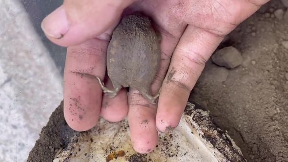 水には入りたくないので飼い主に抵抗するアメフクラガエル